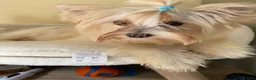 Yorkshire Terrier dogs for sale: Colorful Yorkshire terrier - Advert 7