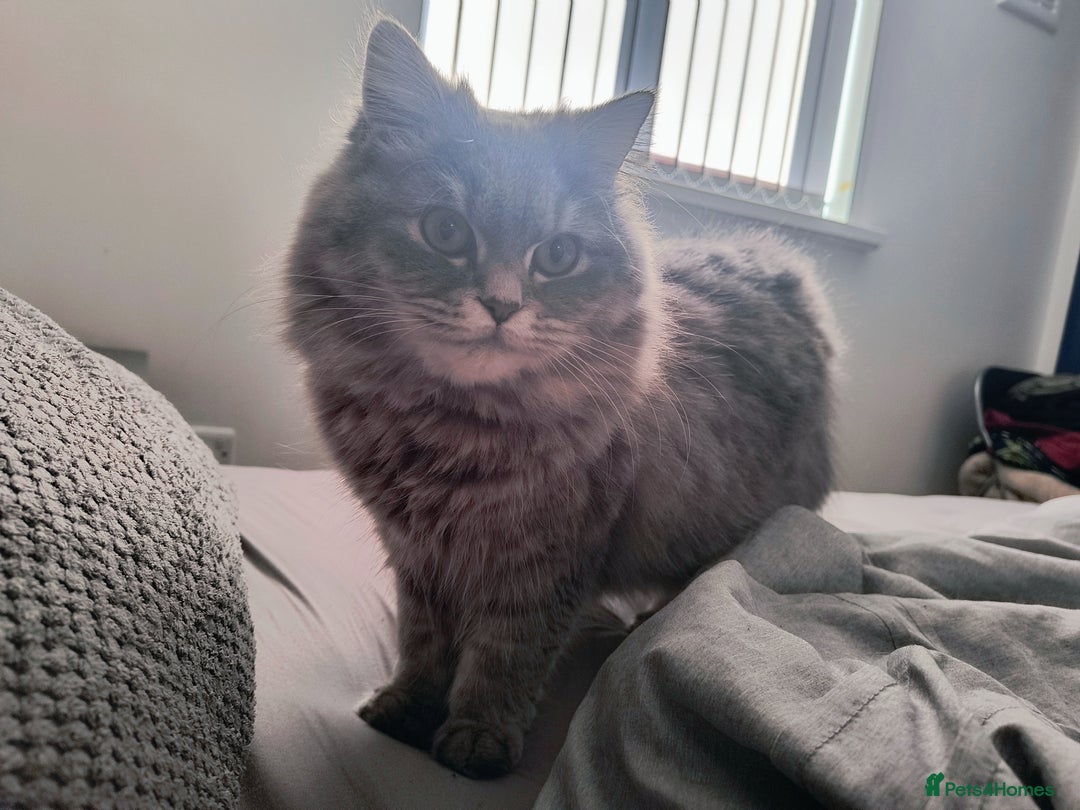 British Longhair cats for sale: Spayed British Longhair Female Adult - Image 1