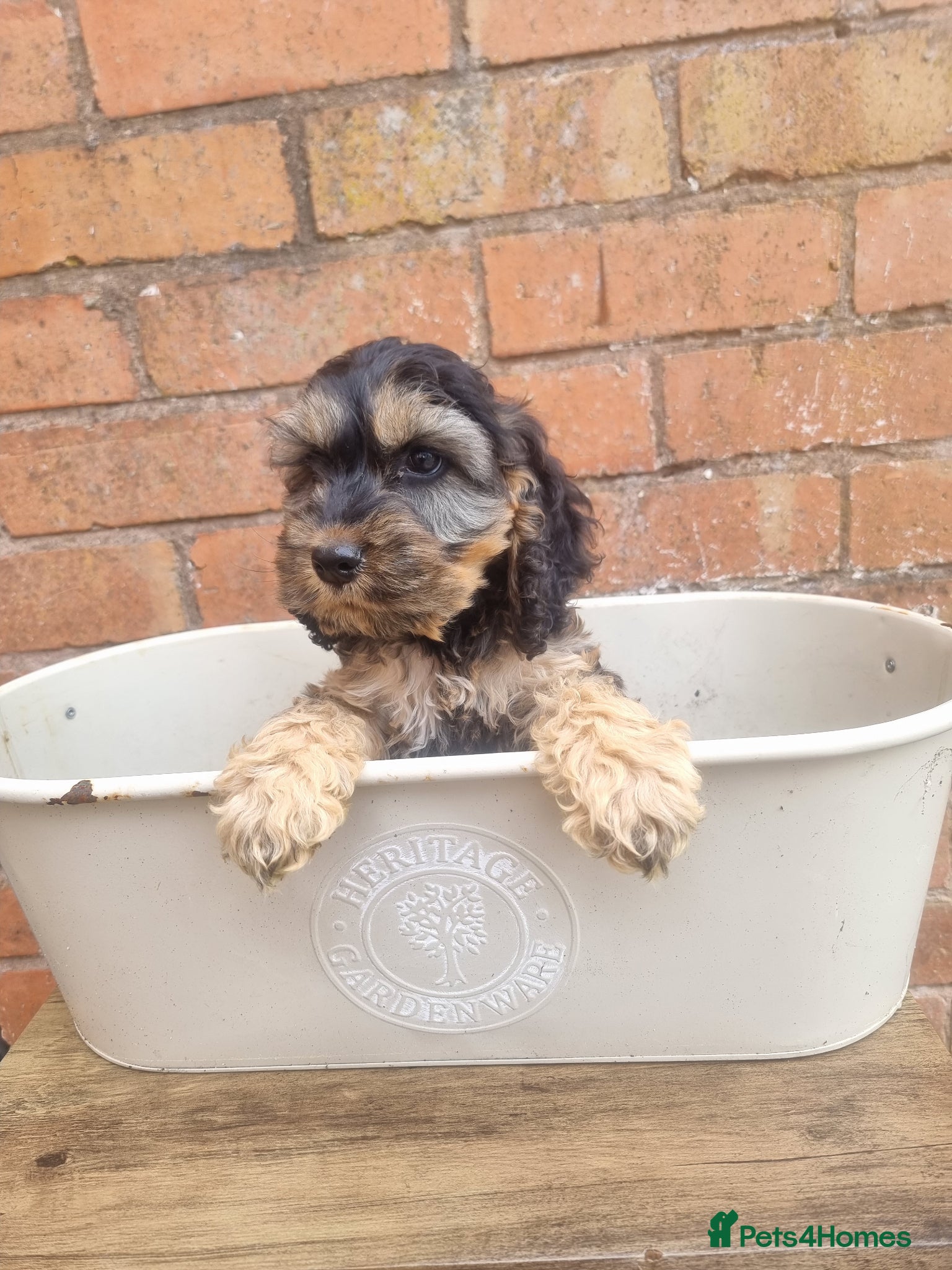 Cockapoo dogs 1 male puppy left 💙 ready too leave now cockapoo  - Advert 2