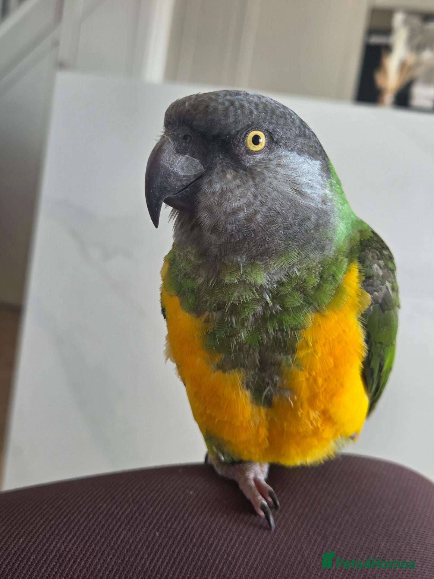 Parrots birds Senegal Parot Male approx 8yrs - Advert 4