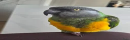 Parrots birds for sale: Senegal Parot Male approx 8yrs - Advert 1