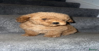 Miniature Poodle dogs - Advert 15
