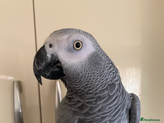 Parrots birds Tame African grey parrot set up - Advert 11
