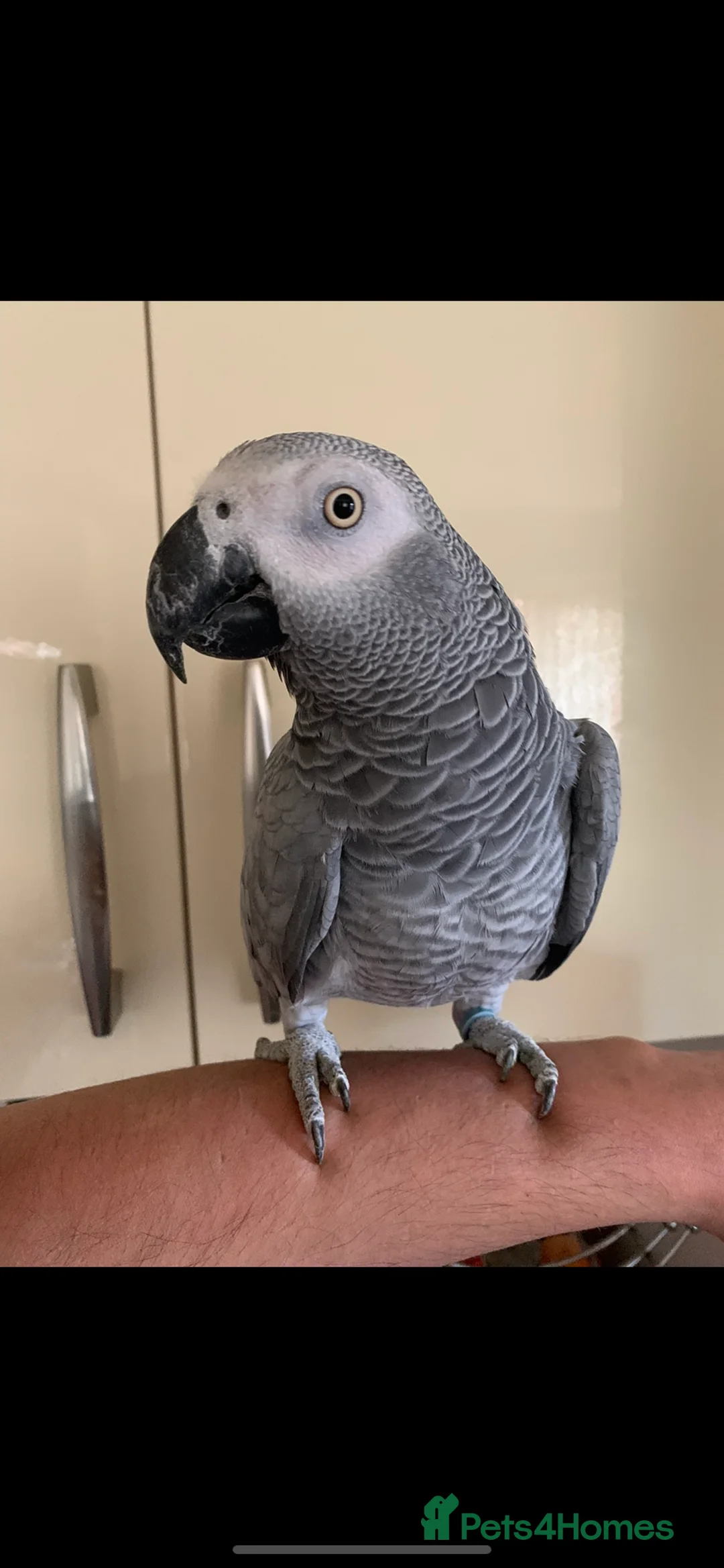 Parrots birds for sale: Tame African grey parrot set up - Advert 1