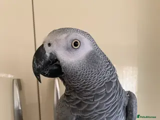 Parrots birds Tame African grey parrot set up - Advert 14
