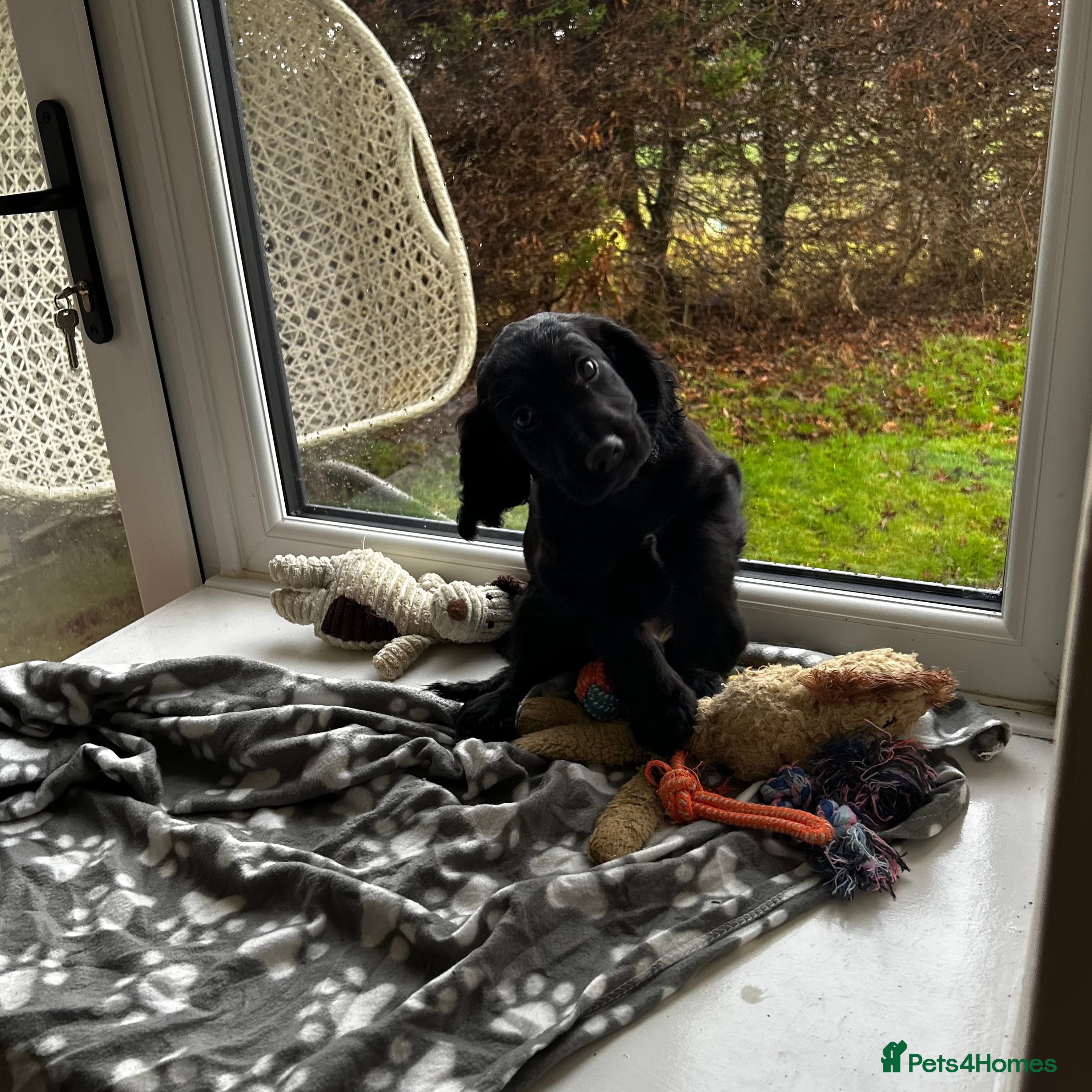 Cocker Spaniel dogs ✨ Cuddles Await from our Cocker Spaniel Pups  - Advert 2