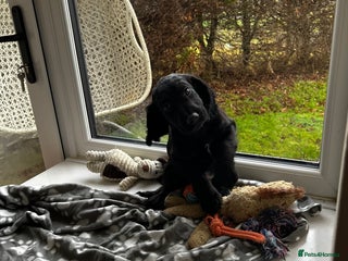 Cocker Spaniel dogs ✨ Cuddles Await from our Cocker Spaniel Pups - Advert 2