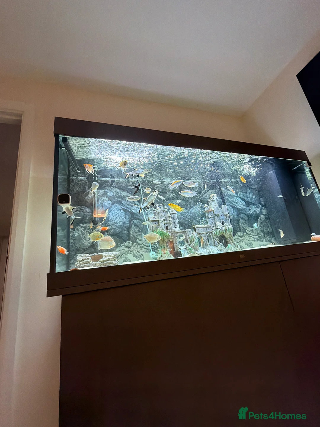 Other/Mixed Breed fish for sale: Tropical fish for sale - Advert 6