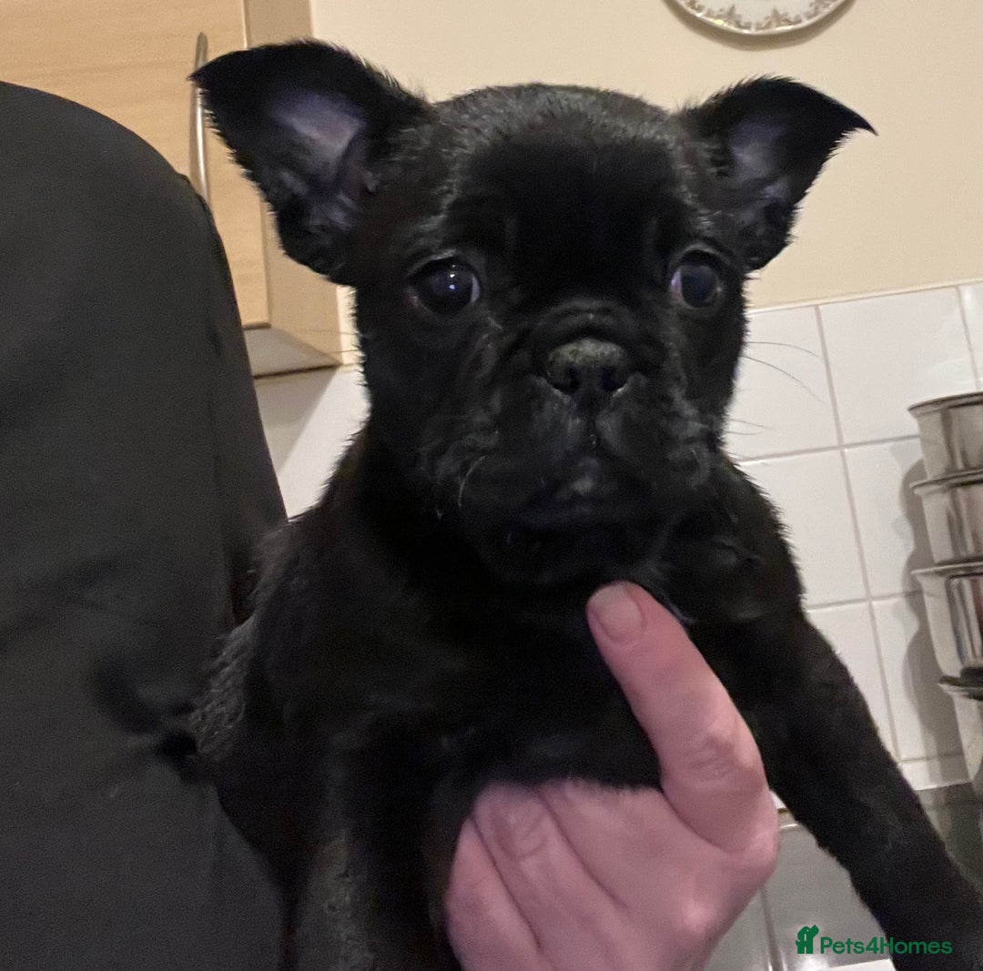 Frug dogs for sale: Beautiful frug female  - Advert 3