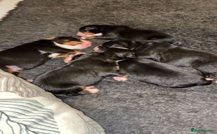 Bernese Mountain Dog dogs Pure Breed Bernese Mountain Dog - Advert 8