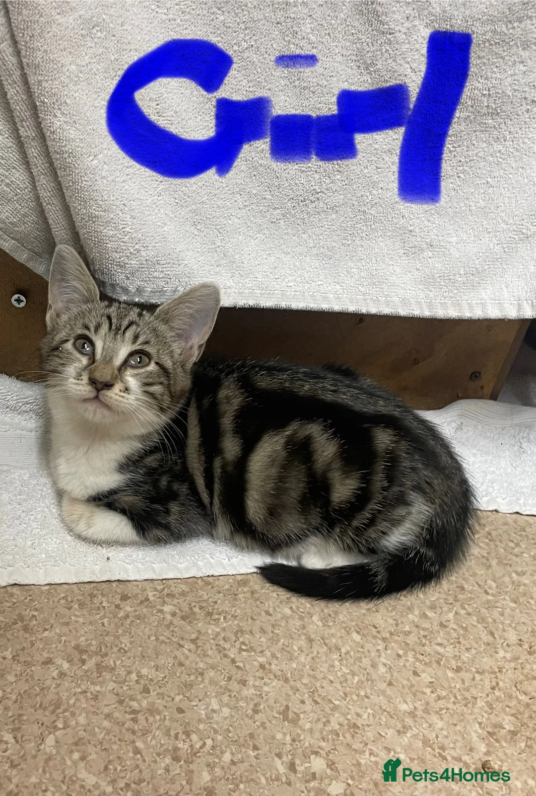 Mixed Breed cats for sale: Tabby kittens  - Advert 3