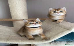 British Shorthair cats for sale: BSH Golden kittens  - Image 7