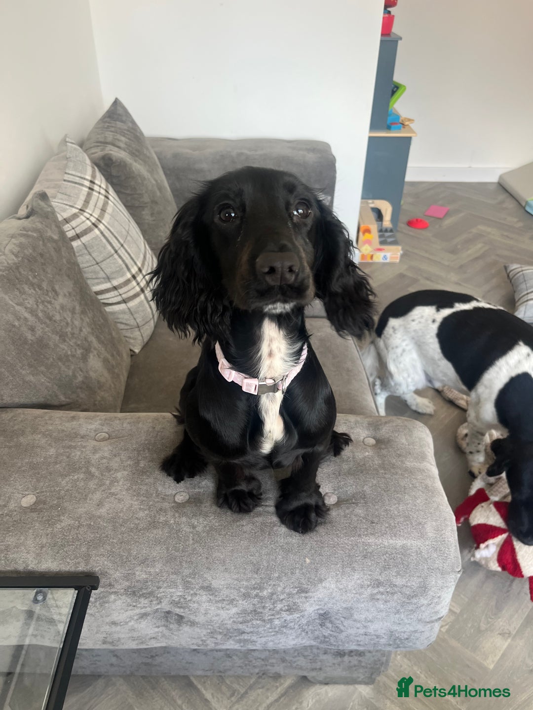 Cocker Spaniel dogs for sale: Rosie - One Year Old - Advert 14