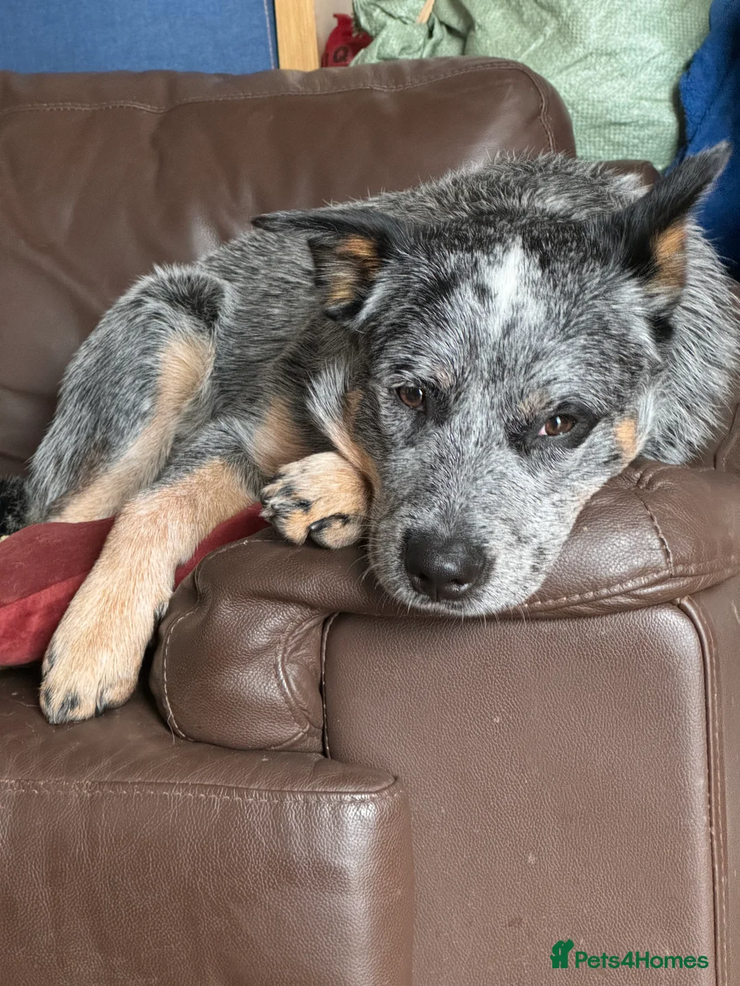 Australian Cattle Dog dogs for stud: Beautiful blue Heeler for stud in London - Advert 2