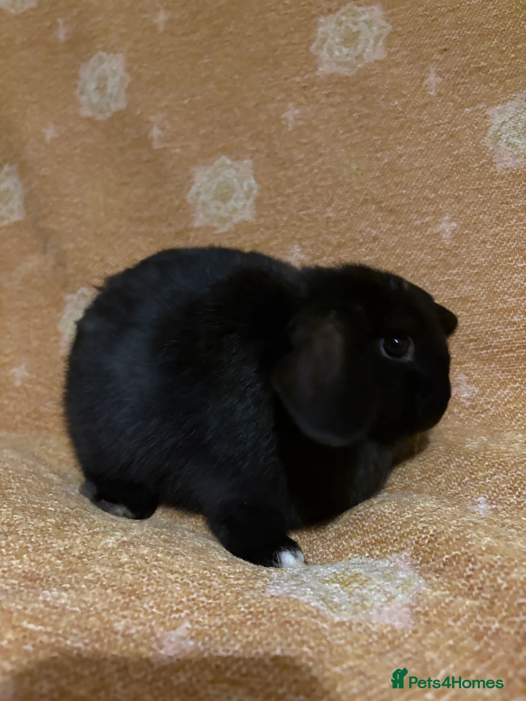 Mini Lop rabbits for sale: Mini lop doe - Advert 1