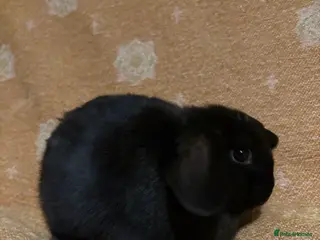Mini Lop rabbits Mini lop doe - Advert 1