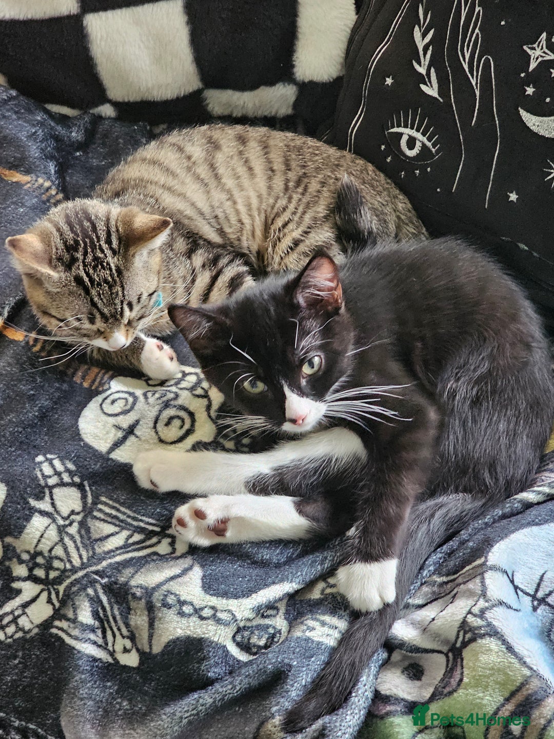 Mixed Breed cats for sale: 2 x Kittens ** urgently need rehoming**  - Image 5