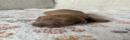 Miniature Dachshund dogs for sale: ⭐️💕miniature dachshund pups⭐️💕 - Advert 21