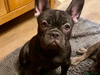 French Bulldog dogs KC registered French Bulldog Girl & 1 Boys 🐶❤️ - Advert 16