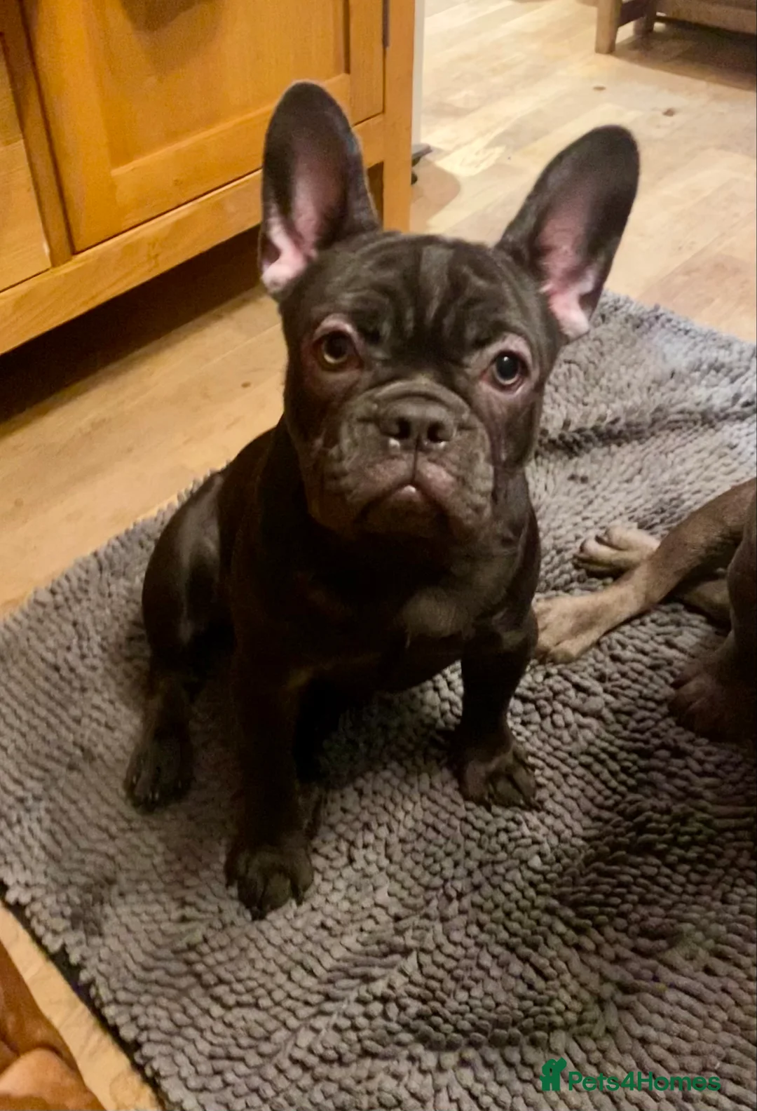 French Bulldog dogs for sale: KC registered French Bulldog Girl  & 1 Boys 🐶❤️ - Advert 1