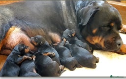Rottweiler dogs for sale: Rottweiler  puppies ready today  - Image 8