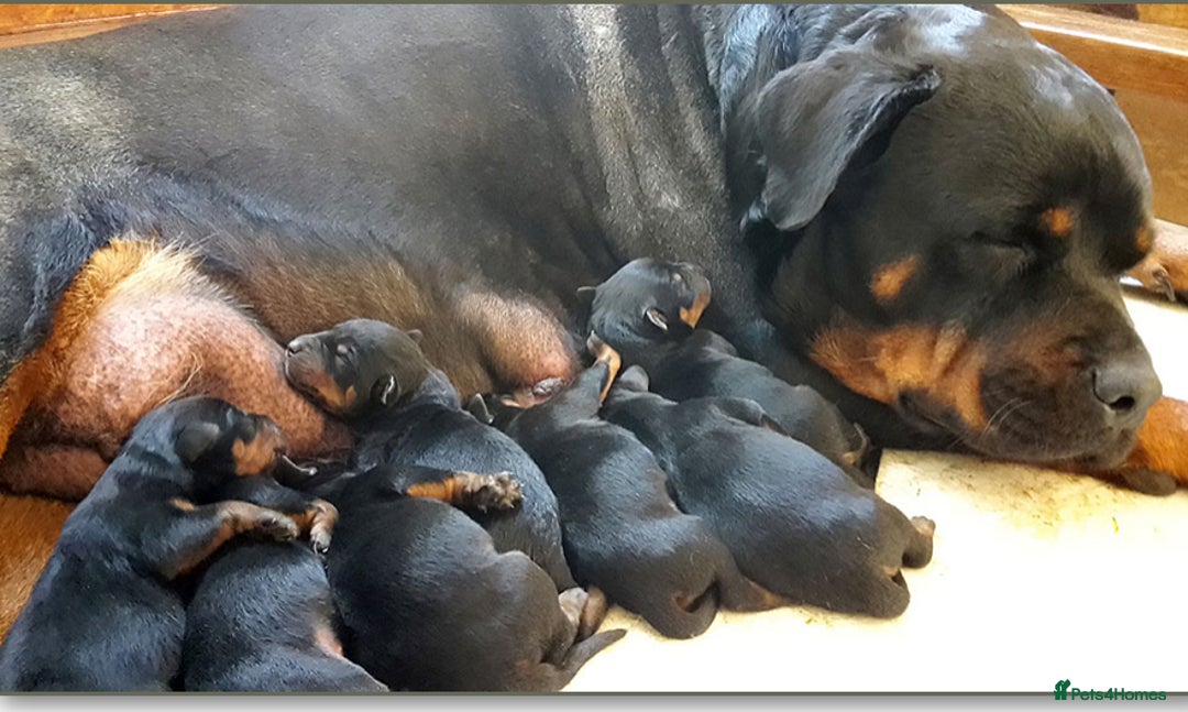 Rottweiler dogs for sale: Rottweiler  puppies ready today  - Image 8