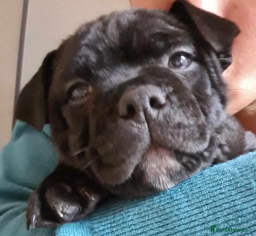 Staffordshire Bull Terrier dogs for stud: Staffordshire Bull Terrier  - Image 16