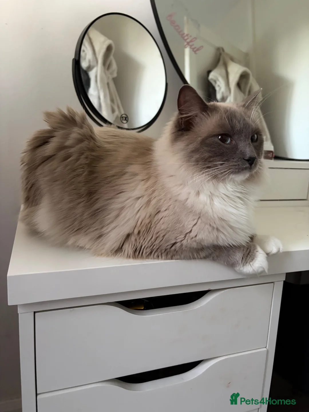 Ragdoll cats for sale: Ragdoll male cat - Advert 4