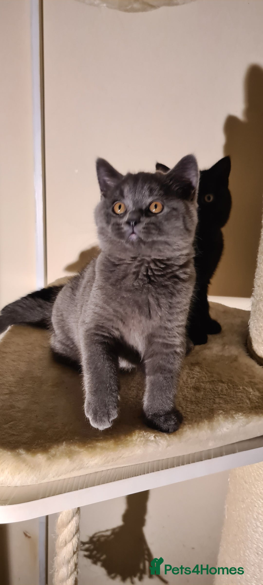 British Shorthair cats for sale: British shorthair black and blue kittens - Advert 11