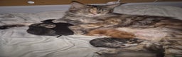 Maine Coon cats for sale: Russian /xxl maine coon - Advert 2