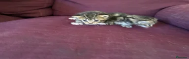 Tabby female