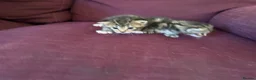 Mixed Breed cats for sale: 12 kittens available - Advert 23
