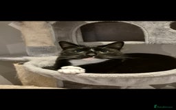 Mixed Breed cats for sale: Beautiful cats need new home! - Image 3