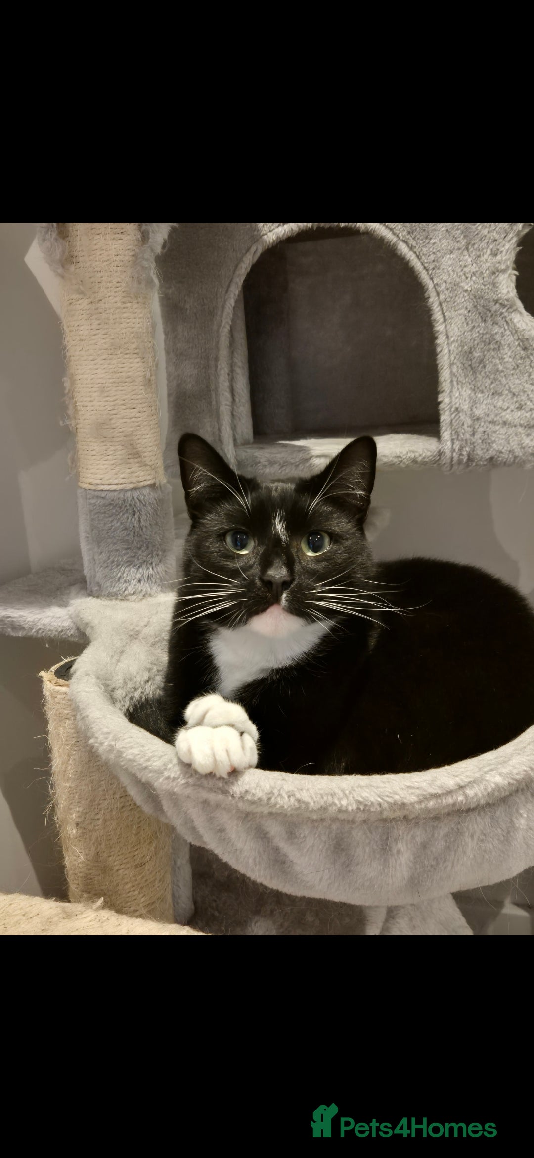 Mixed Breed cats for sale: Beautiful cats need new home! - Image 3