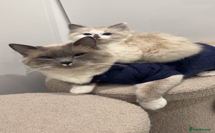 Ragdoll cats - Advert 2