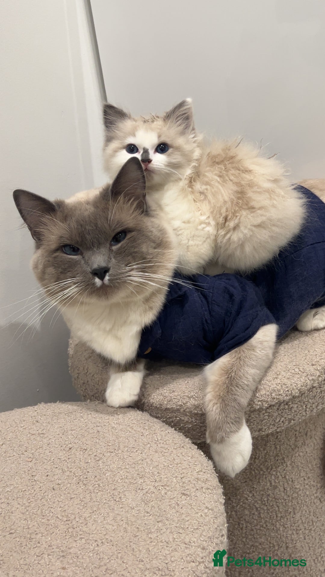 Ragdoll cats for sale: Ragdolls - Image 1