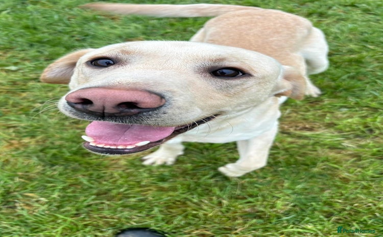 Labrador Retriever dogs - Advert 10