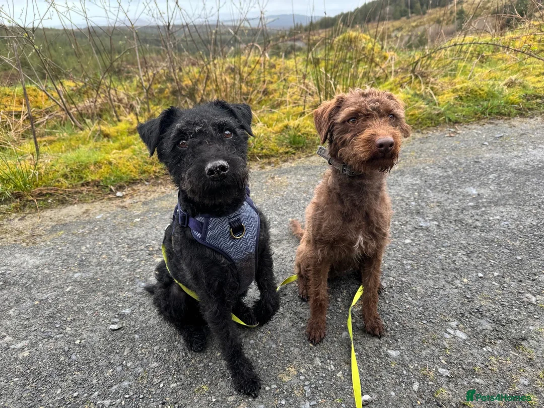 Patterdale Terrier dogs for sale: 3 Rough Coat Patterdale Terrier Puppies - Advert 15