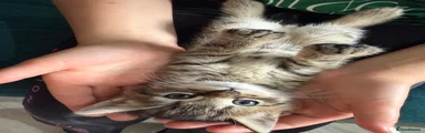 Domestic Shorthair 1