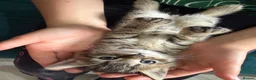 Domestic Shorthair cats for sale: Kittens for sale ❤️ in Grantham - Advert 3