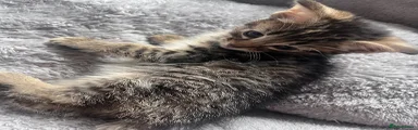 Mixed Breed Kitten 9