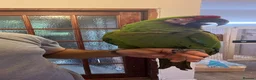 Macaws birds for sale: Bonded Breeding Pair Military, Blue & Gold Macaw - Advert 6