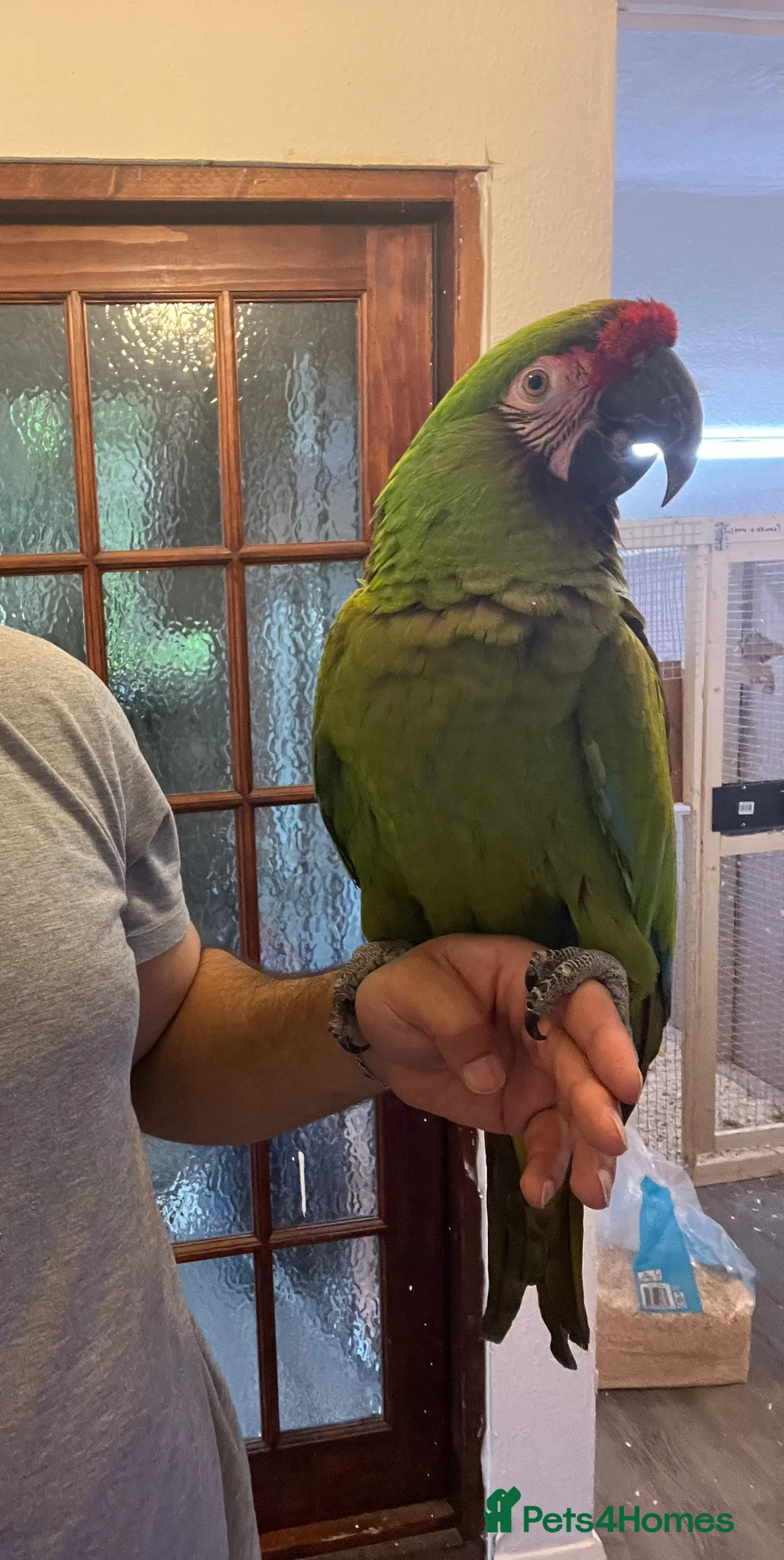 Macaws birds for sale: Bonded Breeding Pair Military, Blue & Gold Macaw - Advert 6