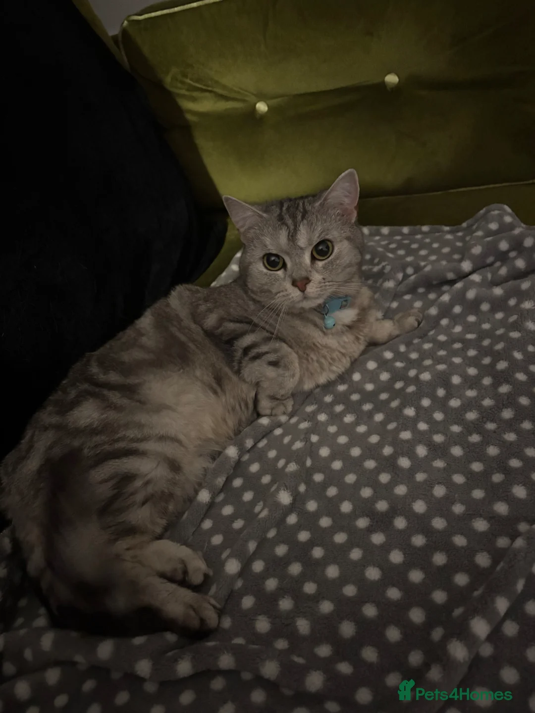 Mixed Breed cats for sale: Rehoming - Advert 2