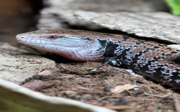 Skink reptiles for sale: Blue Tongue Skink with full set up  - Image 1