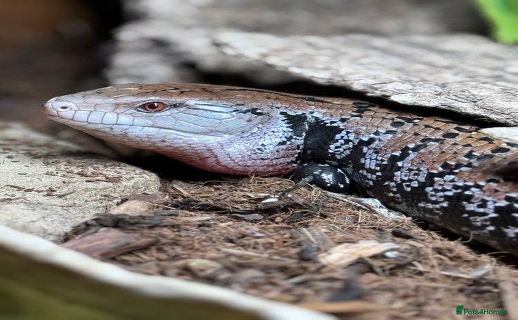 Skink reptiles - Advert 1