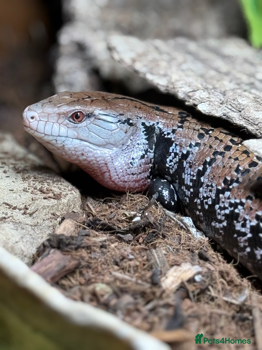 Skink reptiles for sale: Blue Tongue Skink with full set up  - Image 1