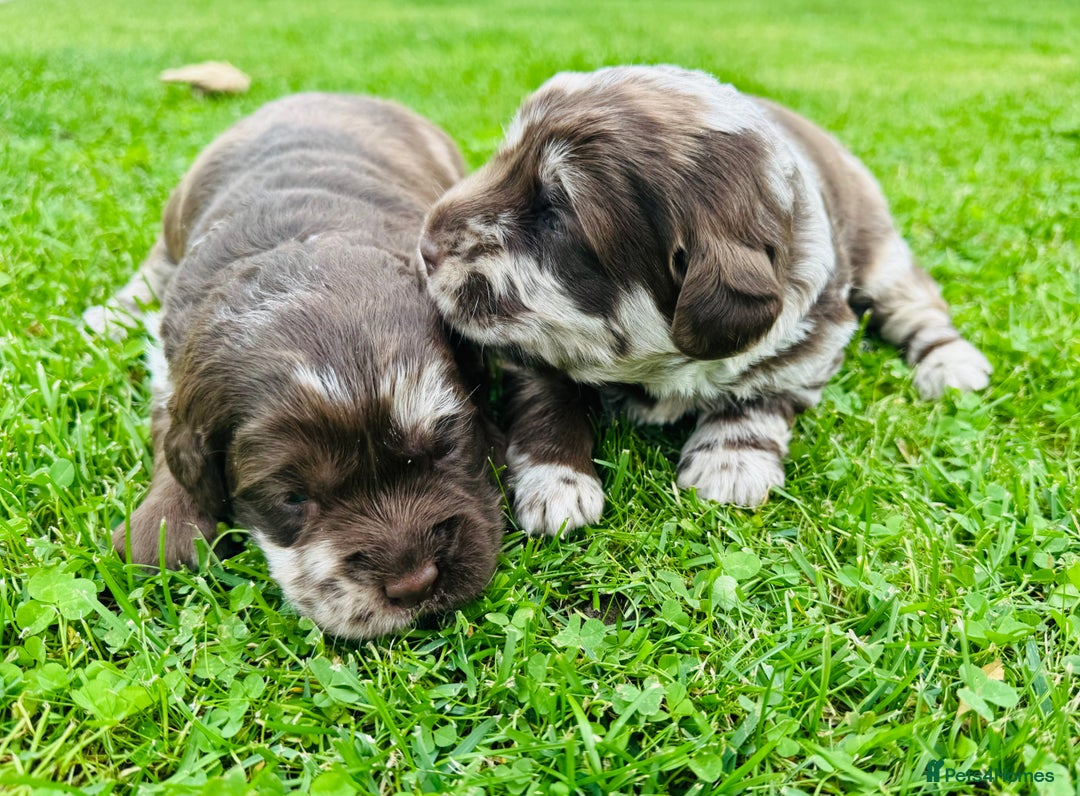 Labradoodle dogs for sale: Chocolate Merle Labradoodle Babies 🐾🐾🐾 - Image 8