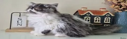 Persian cats for sale: Persian Long-Haired Male Kitten for a Loving Home - Advert 13