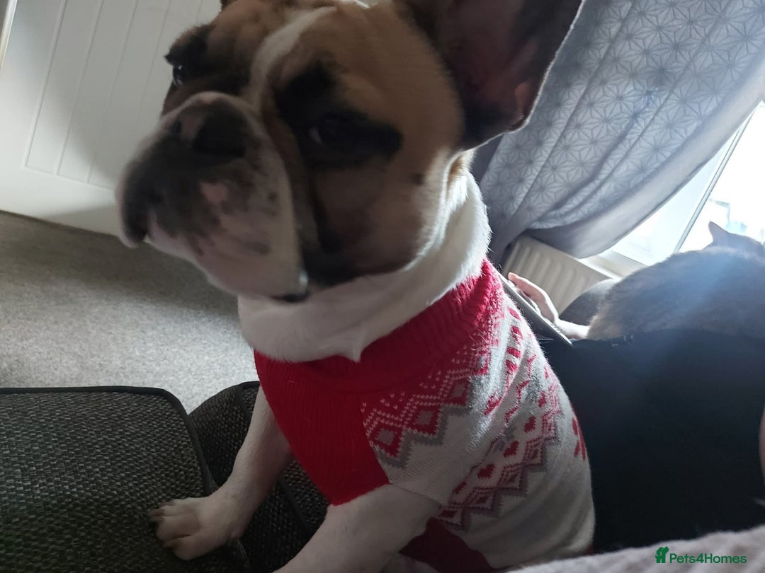 French Bulldog dogs for sale: 8 month old male Frenchie  - Advert 2